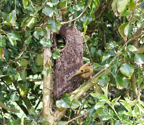 Tree nest pouch - nest,