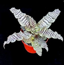 Cryptanthus Zonatus Earth Star  bromeliad houseplant or for terrarium 8cm pots