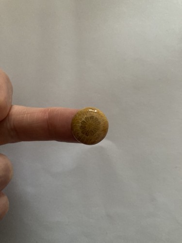 Fossil coral cabachon - fossil,