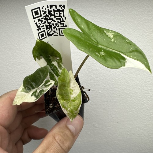 Alocasia pseudo sanderiana - alocasia,