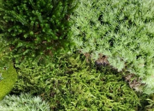 Live moss2oz sauce - live,