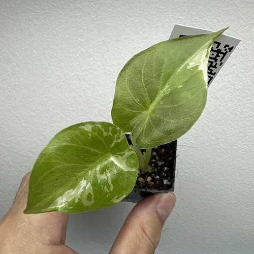Alocasia wentii albo pink - alocasia,