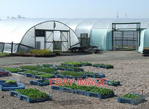 Photo polytunnels at - ,