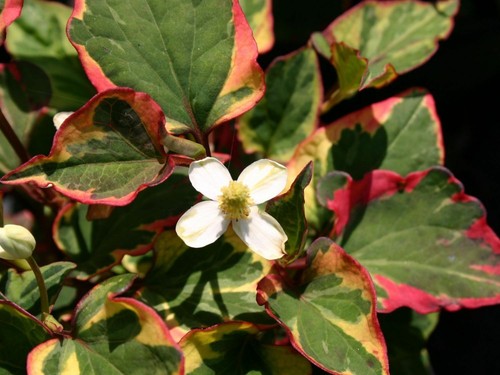Houttuynia cordata chameleon - cordata,