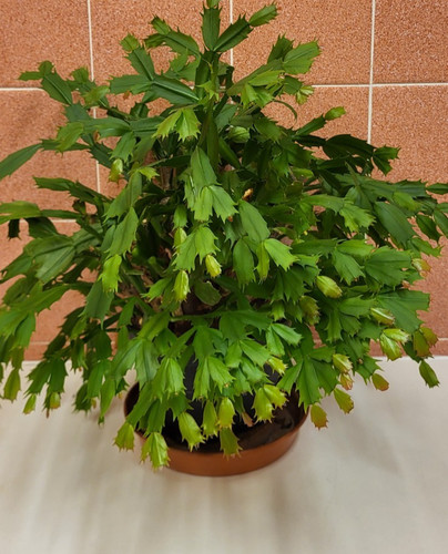 Christmas cactus - christmas,
