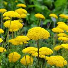 Golden yarrow Achillea filipendulina 3000 seeds Perennial+FREE PLANT LABEL 