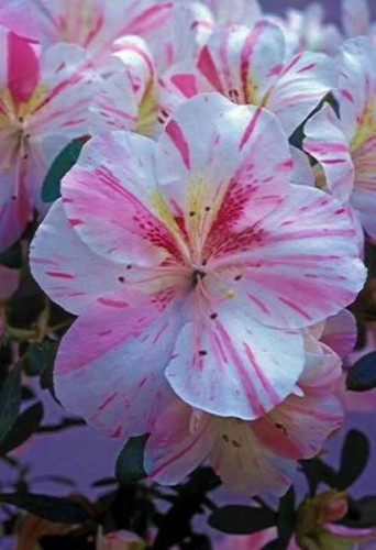 Amy azalea rhododendron - ~~amy~~azalea,