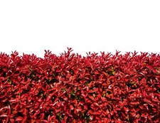 25 Photinia Red Robin Hedging