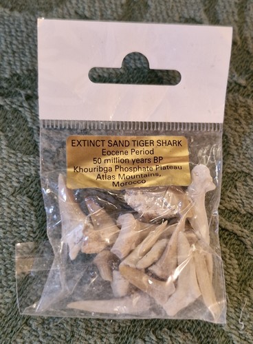 Prehistoric sand tiger shark - sand,