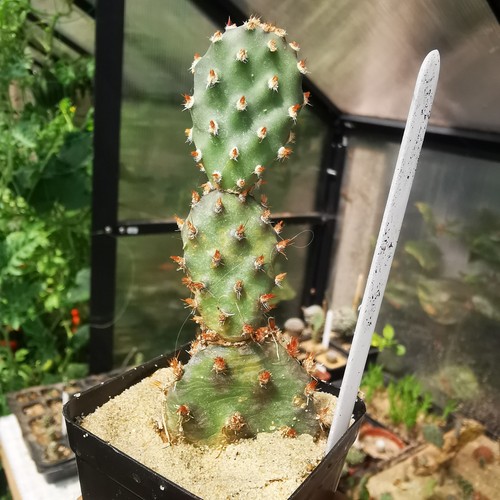 Opuntia baby rita - opuntia,