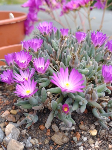 Hardy succulent delosperma - succulent,
