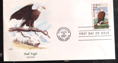 Bald eagle wildlife - bald, of