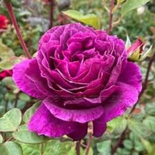 BIG PURPLE ROSE - BARE ROOT  -