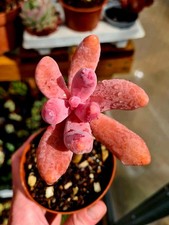 Pachyphytum Fittkaui | The