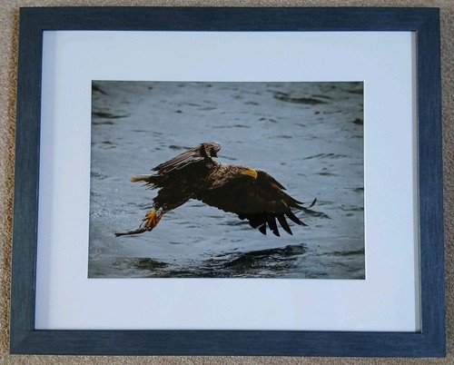 Framed whitetailed sea eagle - whitetailed,