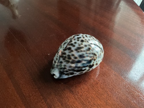 Cypraea tigris seashell - tigris,