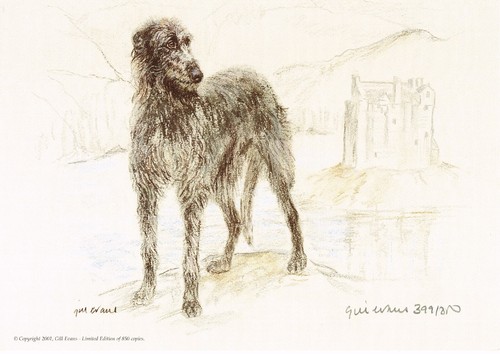 Deerhound print - print,,