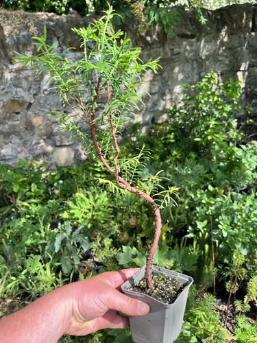 Dawn redwood bonsai material - bonsai,