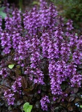 Ajuga Reptans  Midnight