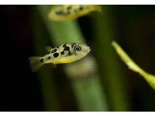 One Pea Puffer Freshwater Fish