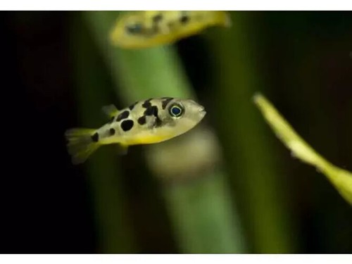 One pea puffer freshwater fish - freshwater,