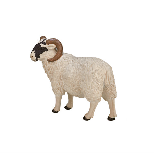Mojo sheep ram - farmyard, life