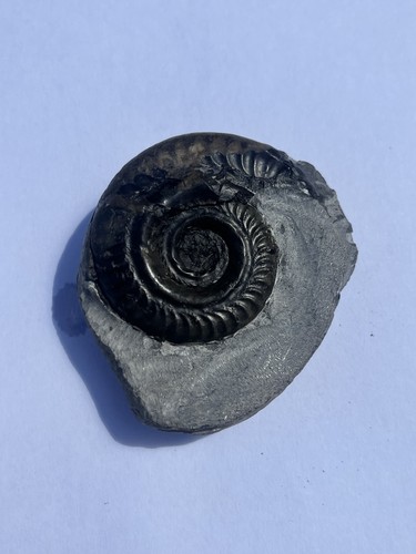 Hildoceras bifrons ammonite - hildoceras,