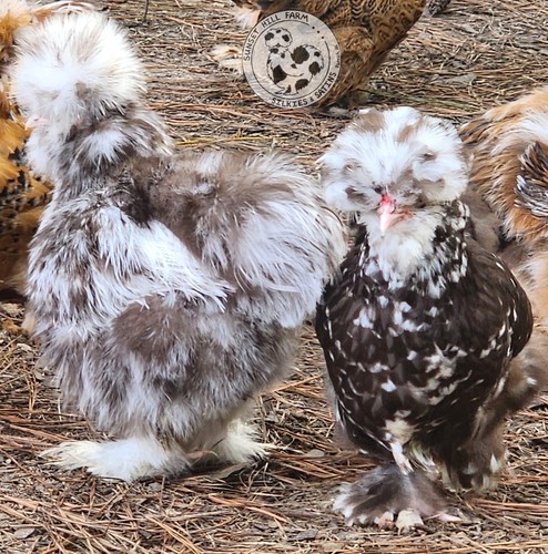 Silkie hatching eggs - , 6