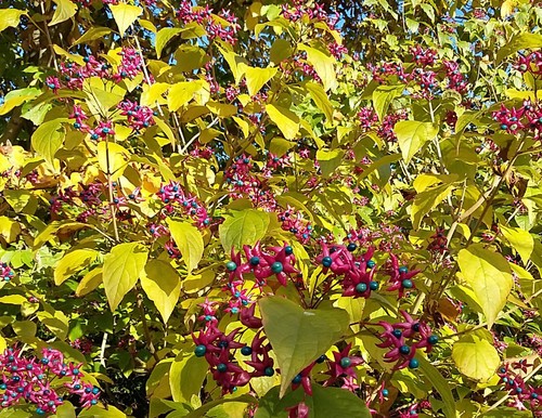 Clerodendrum trichotomum - ,
