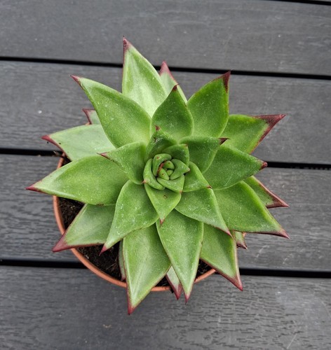 Echeveria lipstick succulent - lipstick,