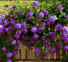 1 PURPLE FRAGRANT CLIMBING