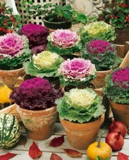 Ornamental Brassica Cabbage