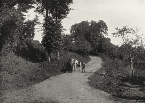 Oxon shiplake hill horse - hill,