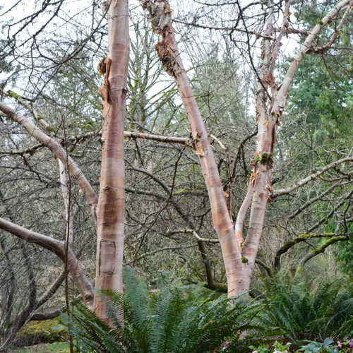 Betula utilis fascination - betula, utilis'fascination'