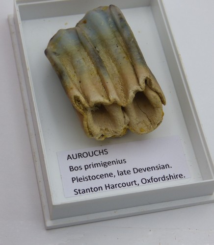 Fossil auroch tooth - tooth, bos