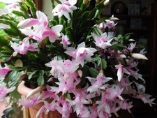 Light & Dark Pink Christmas