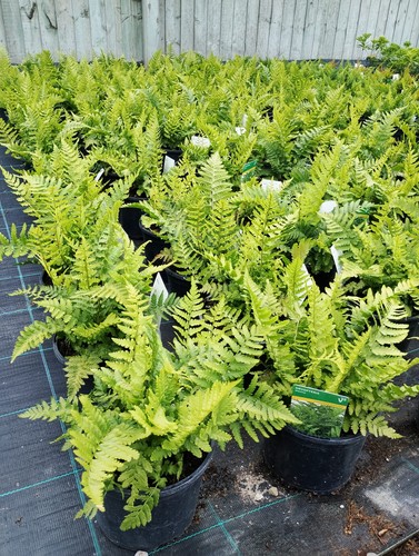 Fern mexican indoor outdoor - fern,