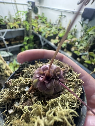 Large dormant pinguicula - large,