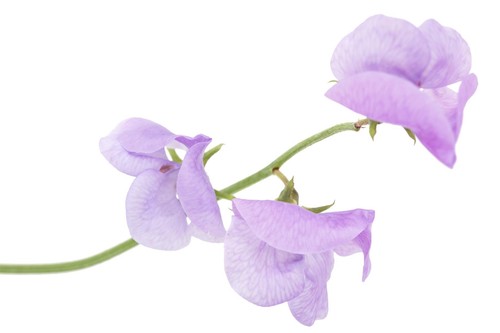 Flower sweet pea old spice - -,
