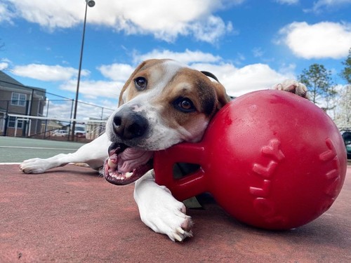 Jolly pets tug toss - jolly,