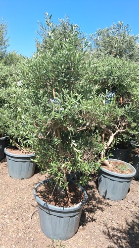 European olive tree 150cm - european, 150cm+