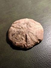 Giant Echinoid, Jurassic, UK