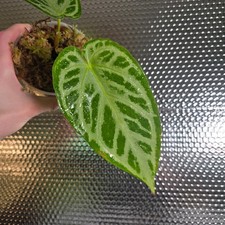 Anthurium warocqueanum x