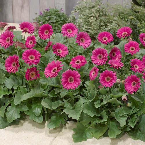 Gerbera garvinea maggie hot - gerbera,