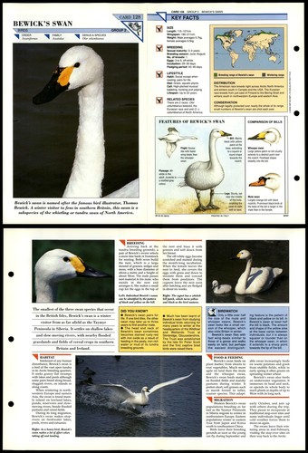 Bewick swan 128 birds - bewick's, #128
