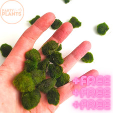 Marimo moss balls - moss,