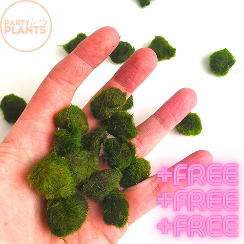 Marimo moss balls 3cm - marimo, +free