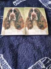 English Springer Spaniel  X 2
