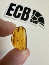 Baltic Amber Fossil with Gnat