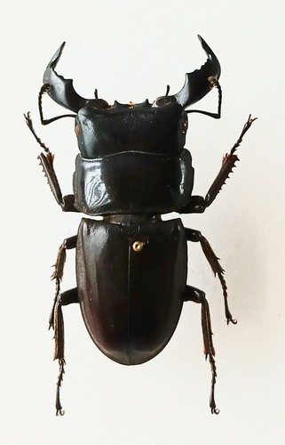 Dorcus bucephalus black stag - black,
